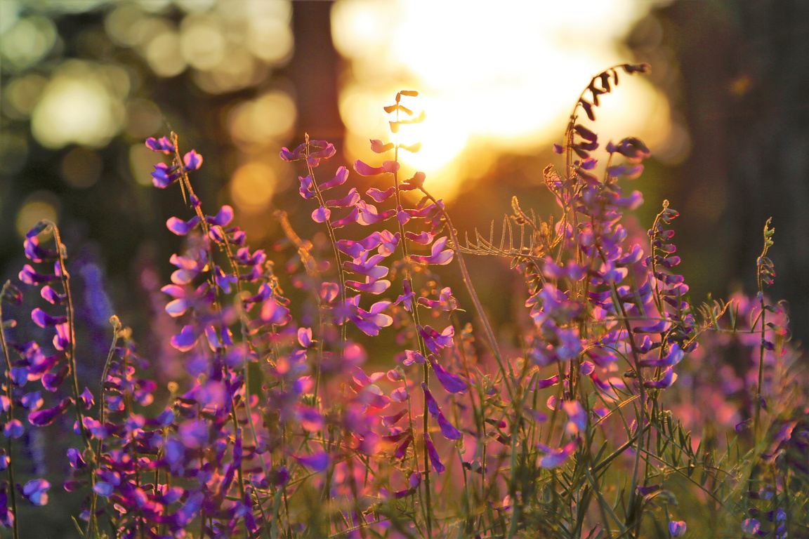 Flowers in the Field