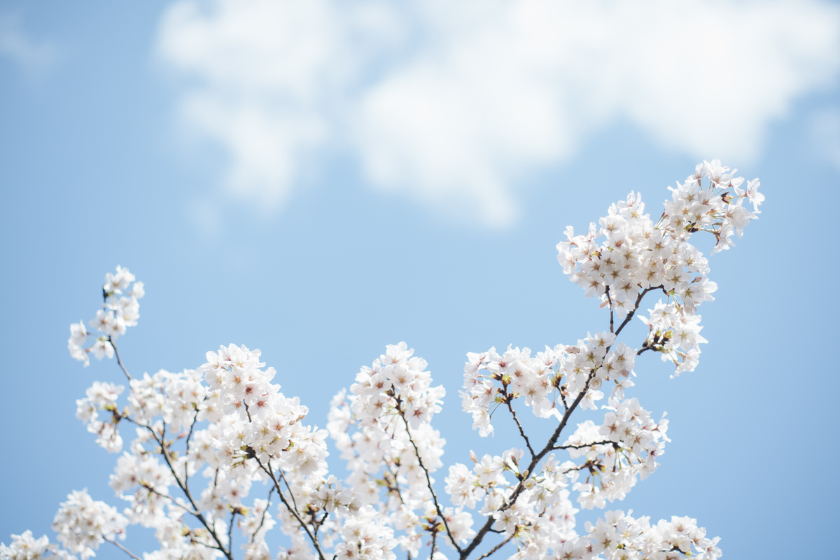Branch of Cherry Blossom against the Sky